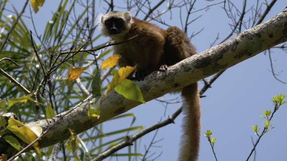 Nord del Madagascar Explore